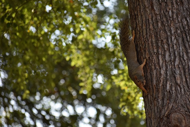 既往地高居 既往地高居