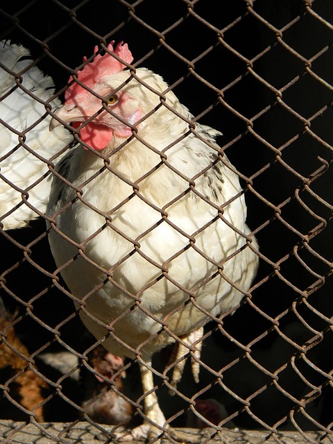 接近破门的 接近破门的