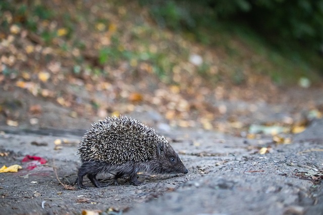 和发展前景 和发展前景